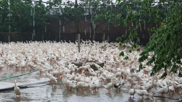Duck Farm Ponds Panorama