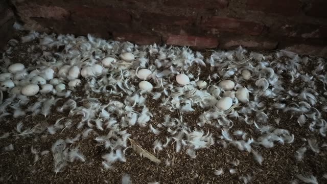 Worker Collecting Duck Eggs