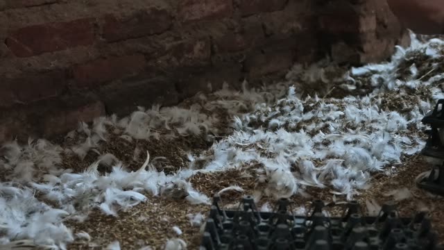 Overhead View Of Egg Collection