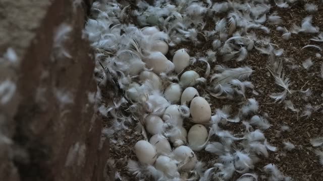 Worker Collecting Duck Eggs
