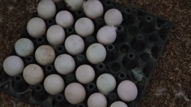Overhead View Of Egg Collection