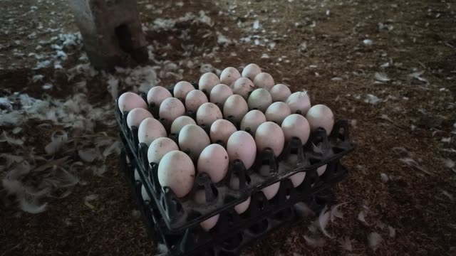 Worker Collecting Duck Eggs