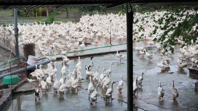 Worker Collecting Duck Eggs