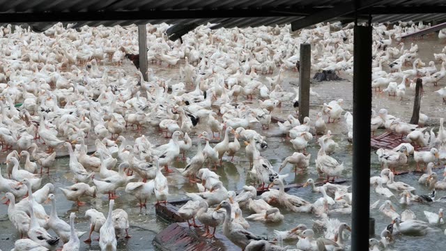 Overhead View Of Egg Collection