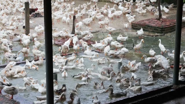 Worker Collecting Duck Eggs