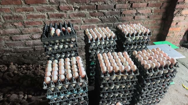 Stacked Trays Of Duck Eggs
