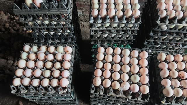 Stacked Trays Of Duck Eggs