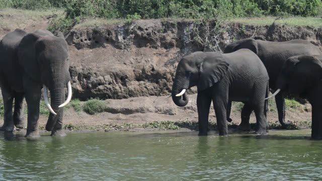 Elephants Drinking Below Rock Bank