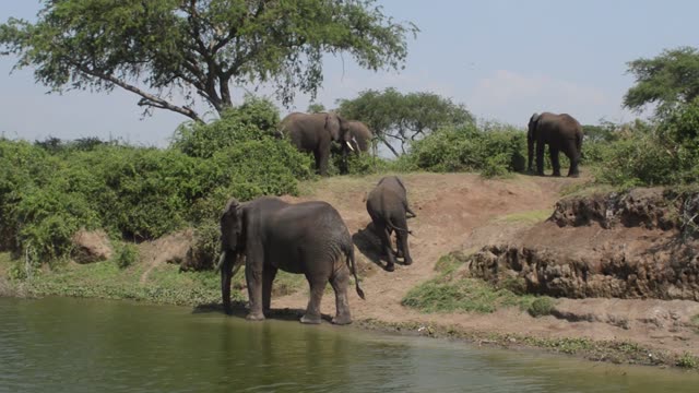 Elephant Family Coming To Drink