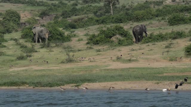 Two Elephants On Green Hillside