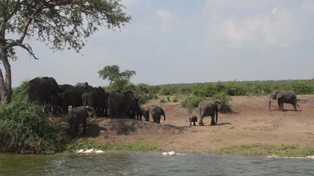 Large Elephant Herd With Calves