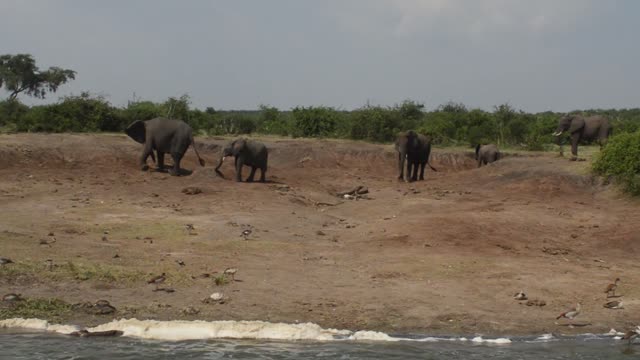 Elephants Walking Red Earth Bank