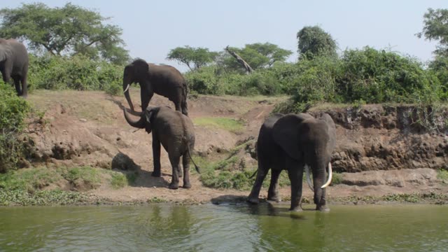 Elephants Drinking At Green River