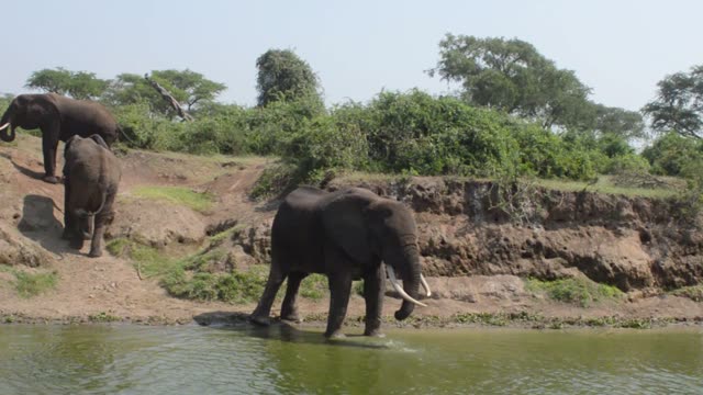 Elephant Reaching Trunk To Water