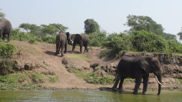 Elephants Meeting On The Bank