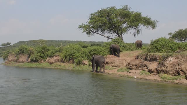 Elephants Beneath Lone Acacia