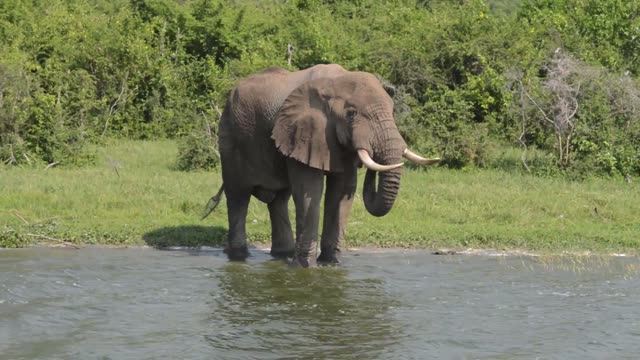 Big Tusker Standing In Water