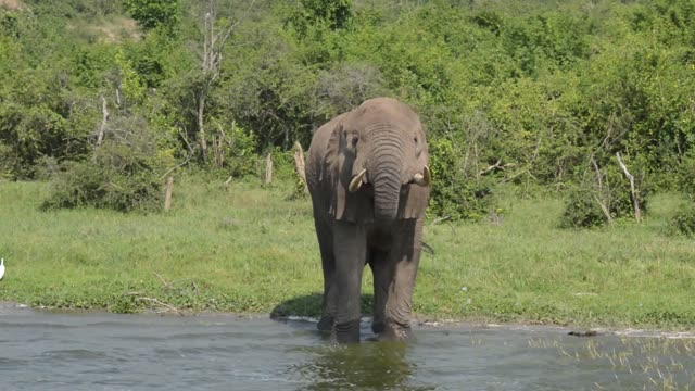 Elephant Facing Camera In River