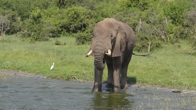 Tusker Drinking With Egret Beside