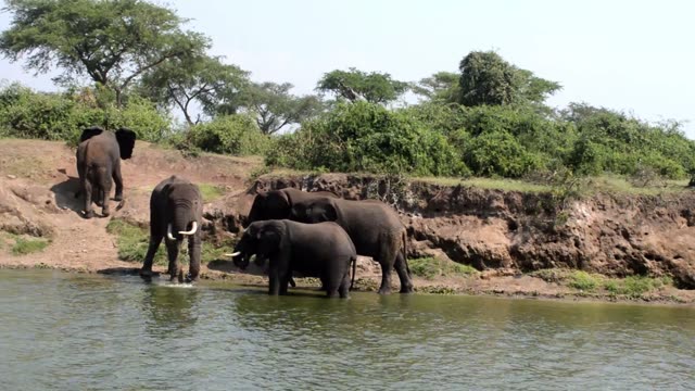Elephant Group At Water Edge