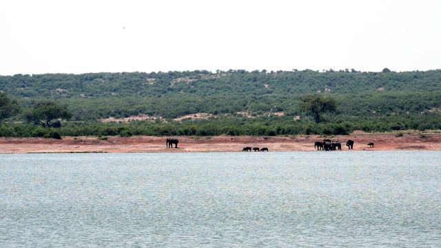 Elephant Herd On Far Shore