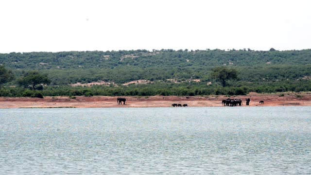 Distant Elephants Across The Water