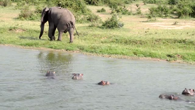 Elephant Walking Above Hippo Pod