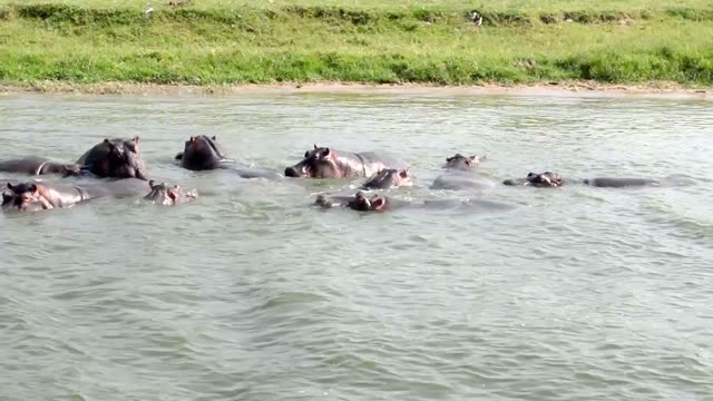 Hippo Pod Crossing Green River