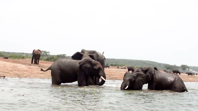 Elephants Bathing With Buffalo Behind