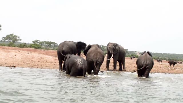 Elephant Group Splashing In Water
