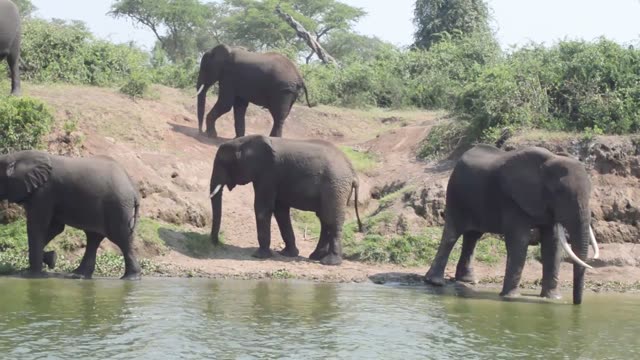 Elephants Walking Along River Bank