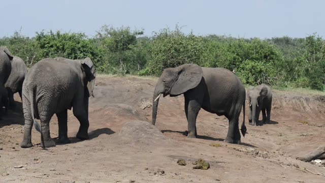 Elephants And Calf On Bare Ground