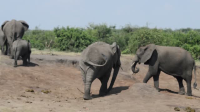 Young Elephants Playing Together