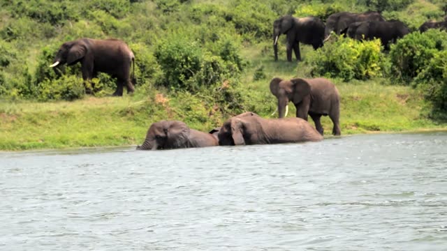 Elephants Bathing In Green River