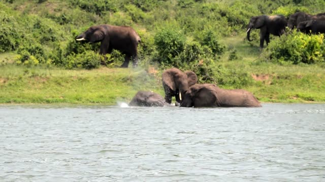 Elephants Splashing In The River