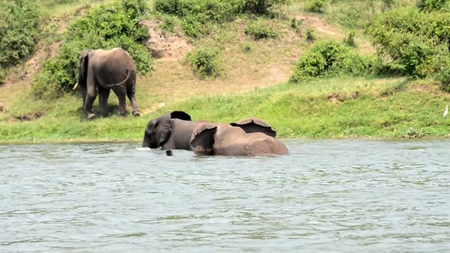 Elephant Swimming Beside Green Bank