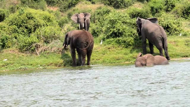 Elephant Family Entering The Water