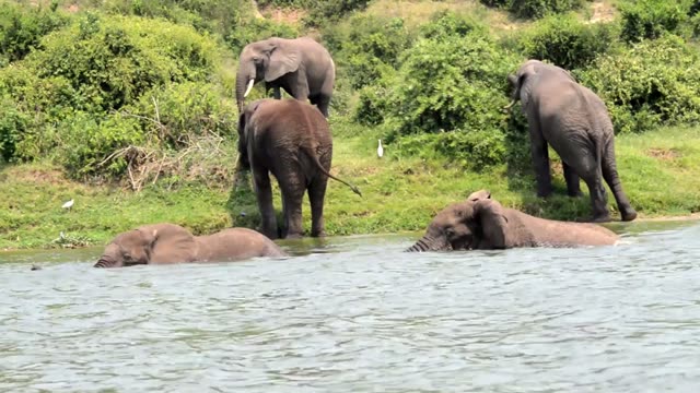 Elephant Calves Bathing In River