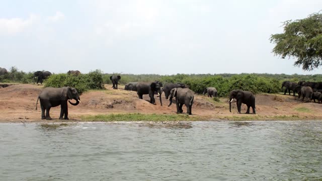 Elephant Herd Along The Shore