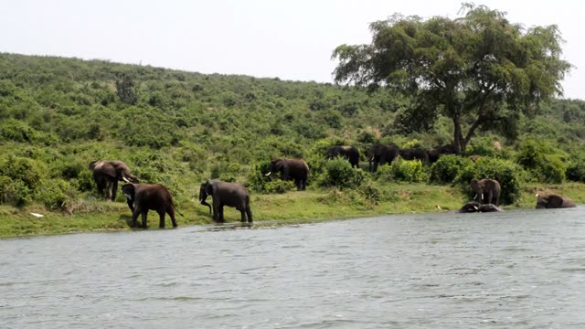 Elephants Under Big Acacia Tree