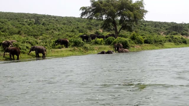Elephants Bathing Below Acacia