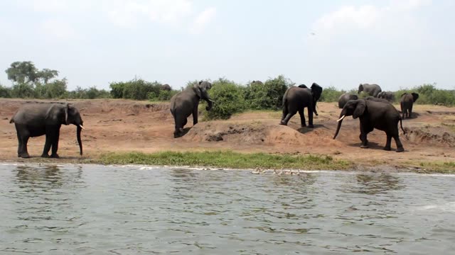 Elephants At Red Bank With Birds
