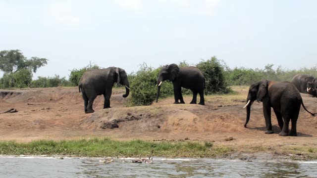 Elephant Bulls Facing Each Other