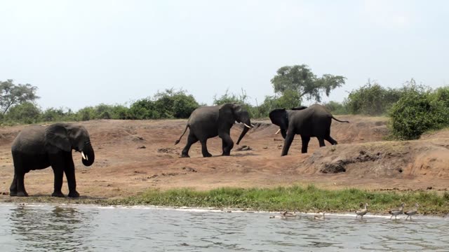 Elephants Sparring On River Bank