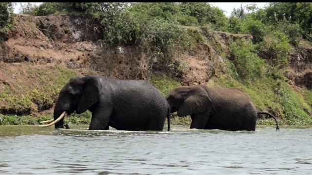 Two Elephants Wading The River