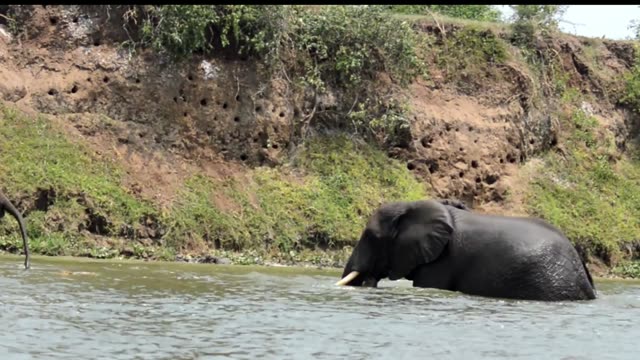Elephant Wading Below Pitted Cliff