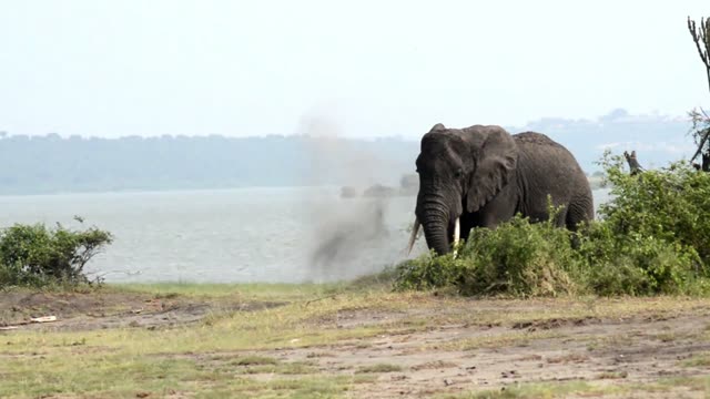 Elephant Raising Dust By Lake