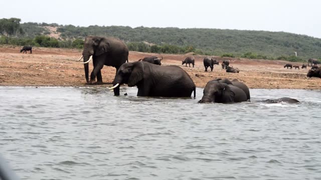 Elephants Bathing With Buffalo Herd
