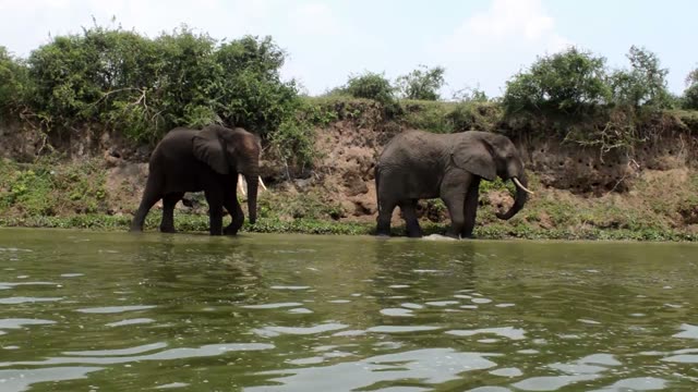 Two Elephants At River Shallows