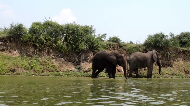 Elephants Wading Toward The Bank